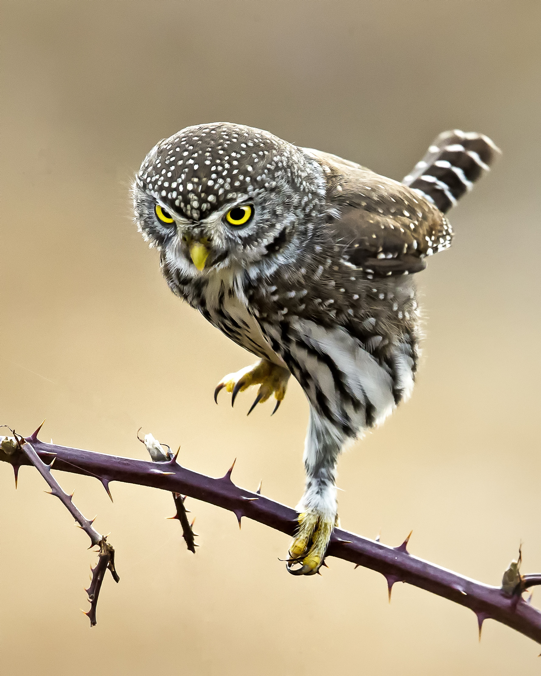 Wild Birds Unlimited Birdspotter Photo Contest 2024 winners